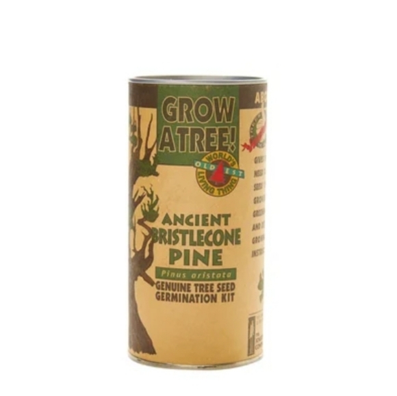 The Jonsteen Company - Ancient Bristlecone Pine | Seed Grow Kit - Picture 1 of 1